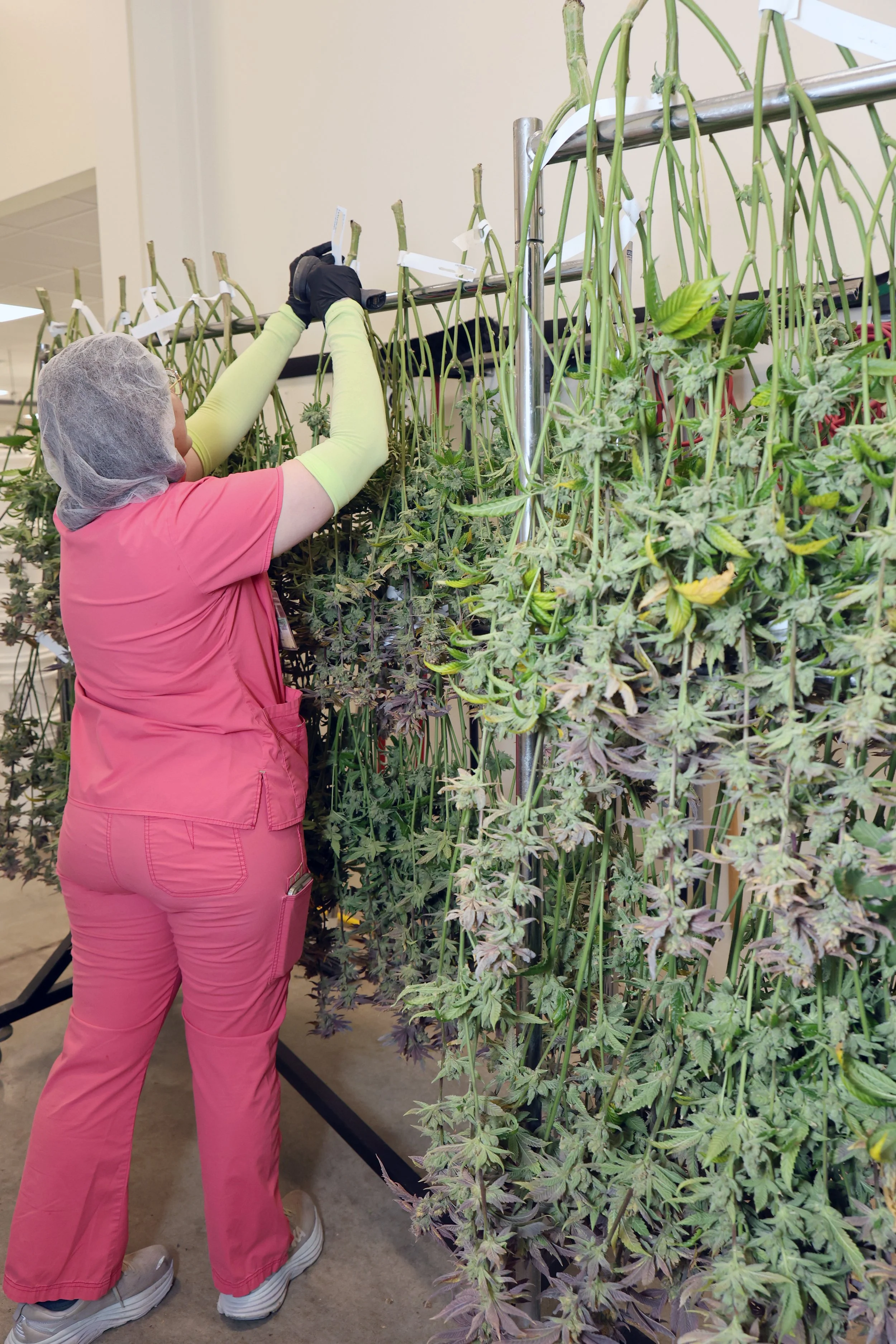 Worker in pink medical scrubs and a hairnet harvesting or tending to plants in a controlled environment, possibly a laboratory or indoor farm.
