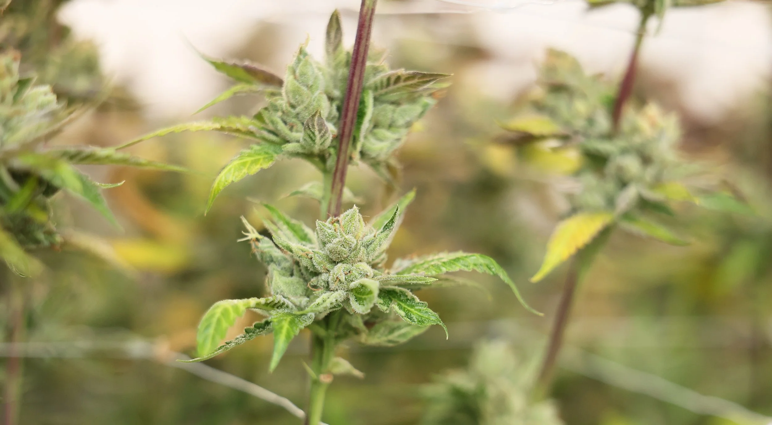 Close-up of green cannabis plant with buds and leaves.
