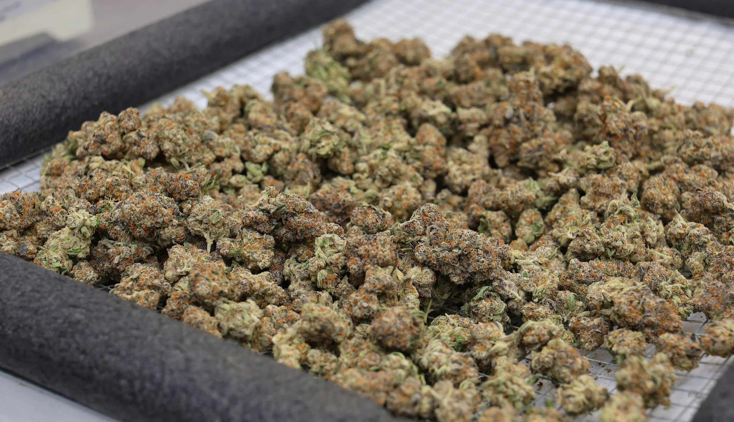 Close-up of cannabis buds on a drying rack with black foam borders.