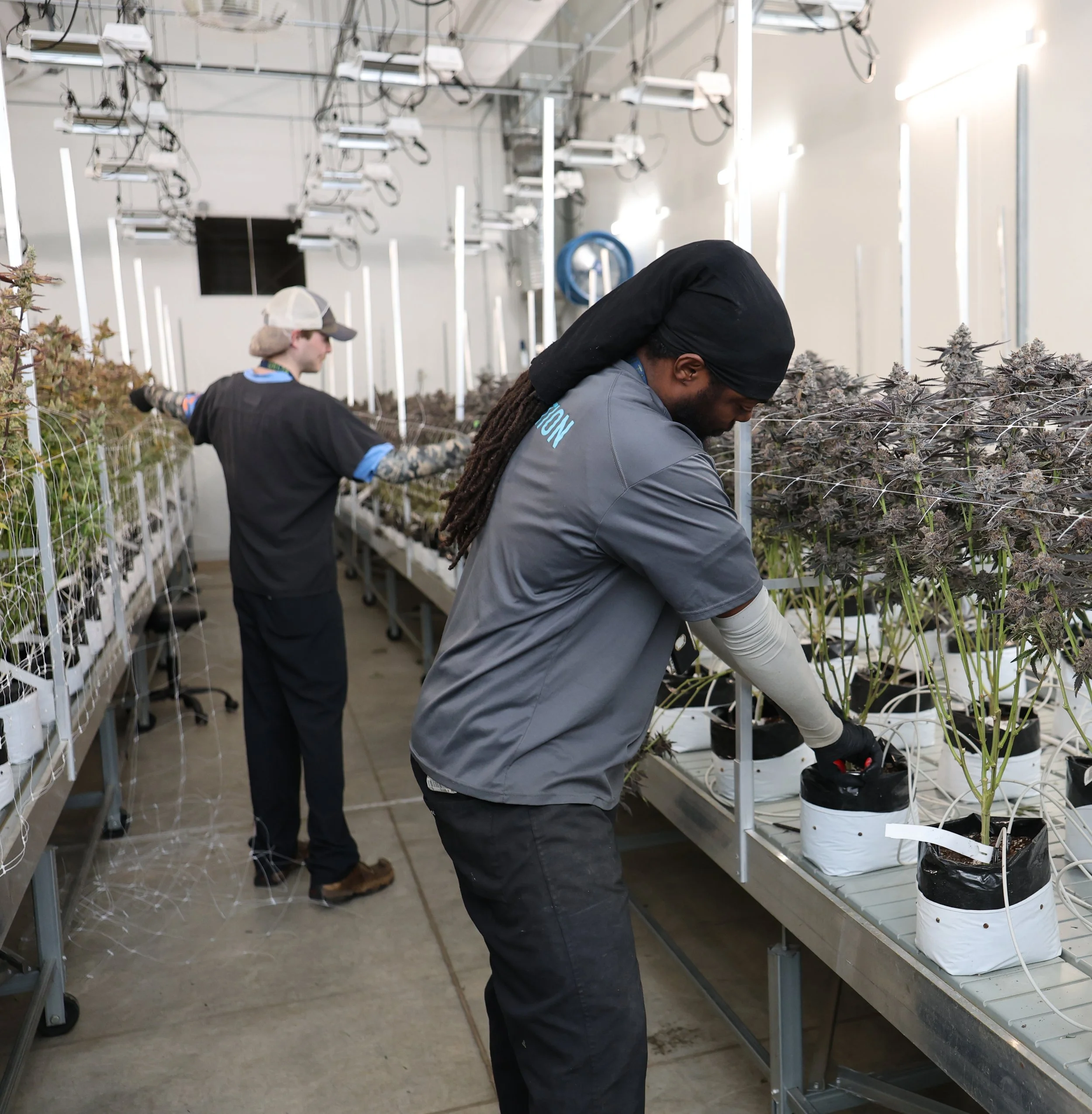 Two workers cultivating and tending to cannabis plants in a controlled indoor grow facility.