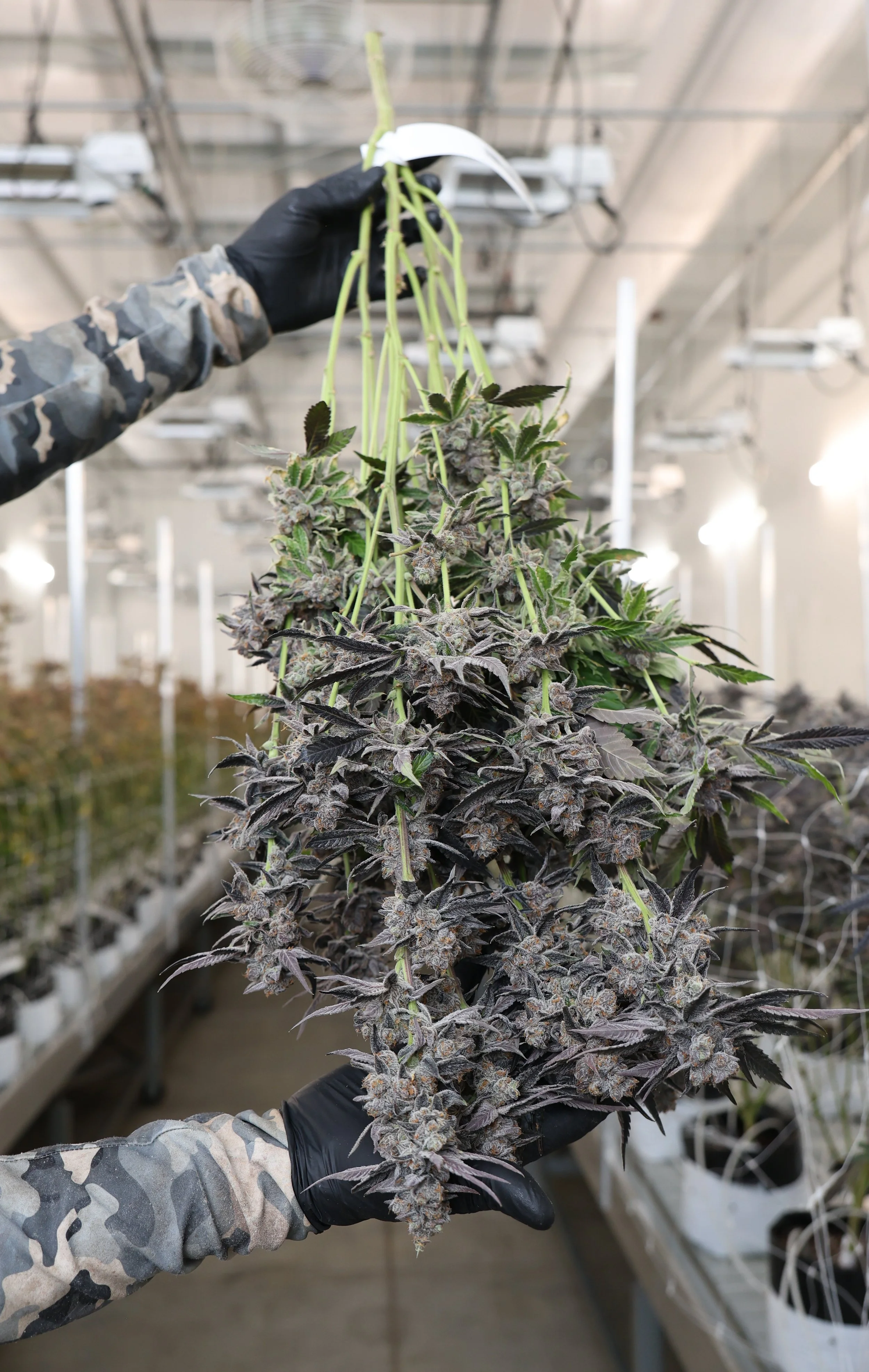 Person in camouflage sleeves and black gloves holding a flowering cannabis plant in a commercial grow room with rows of similar plants.