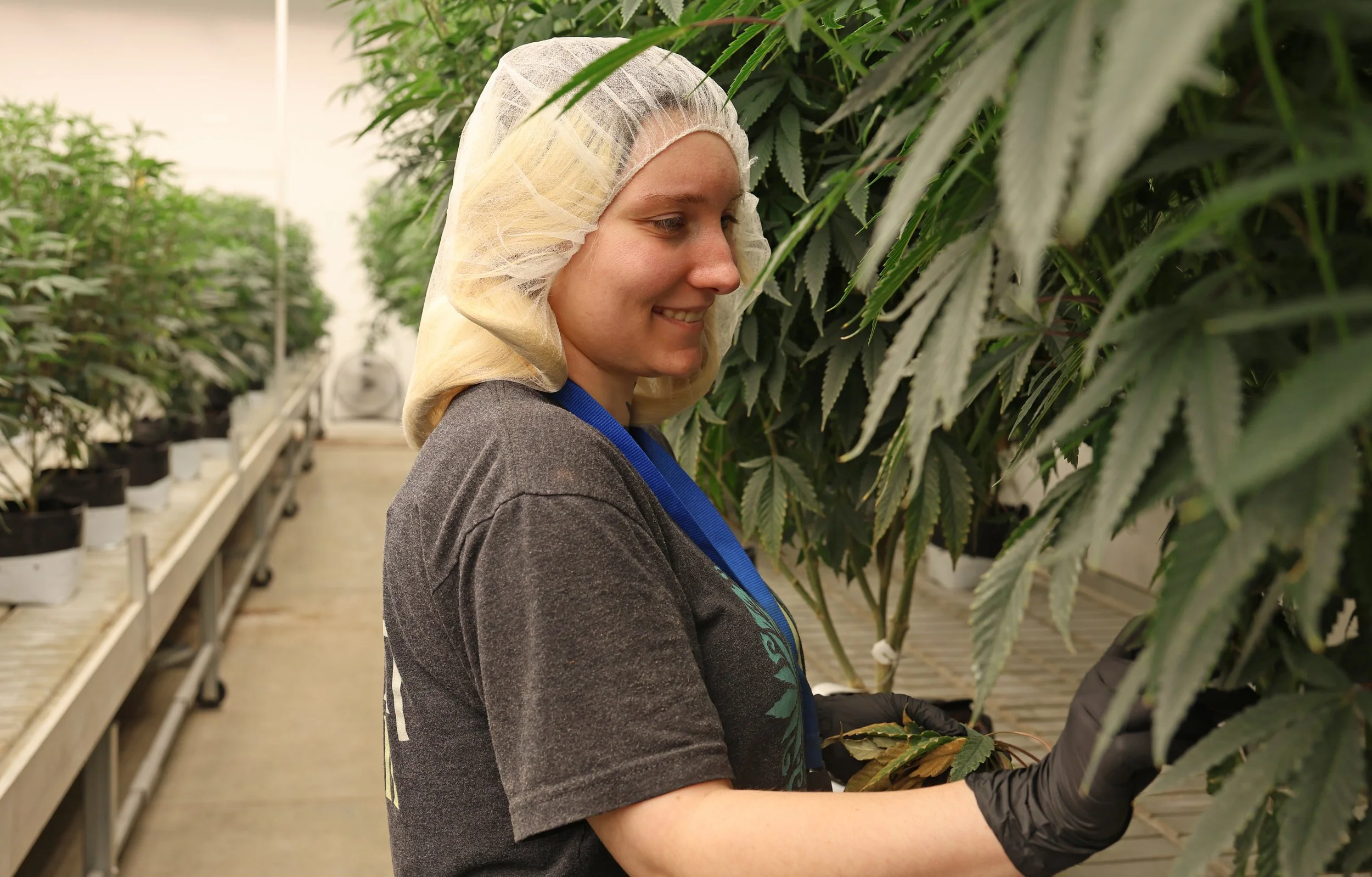 Woman inspecting cannabis plants in a greenhouse