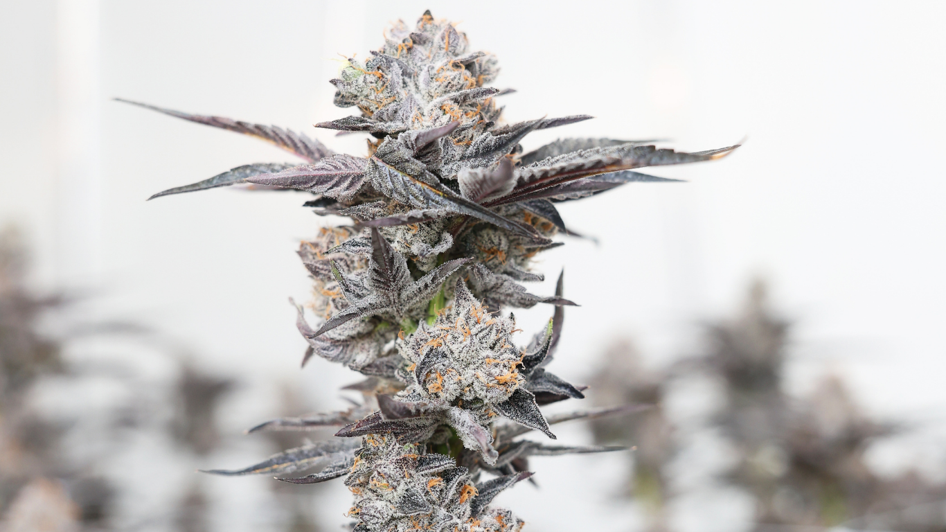 Close-up of a frosty, purple cannabis plant with dense buds and orange hairs.