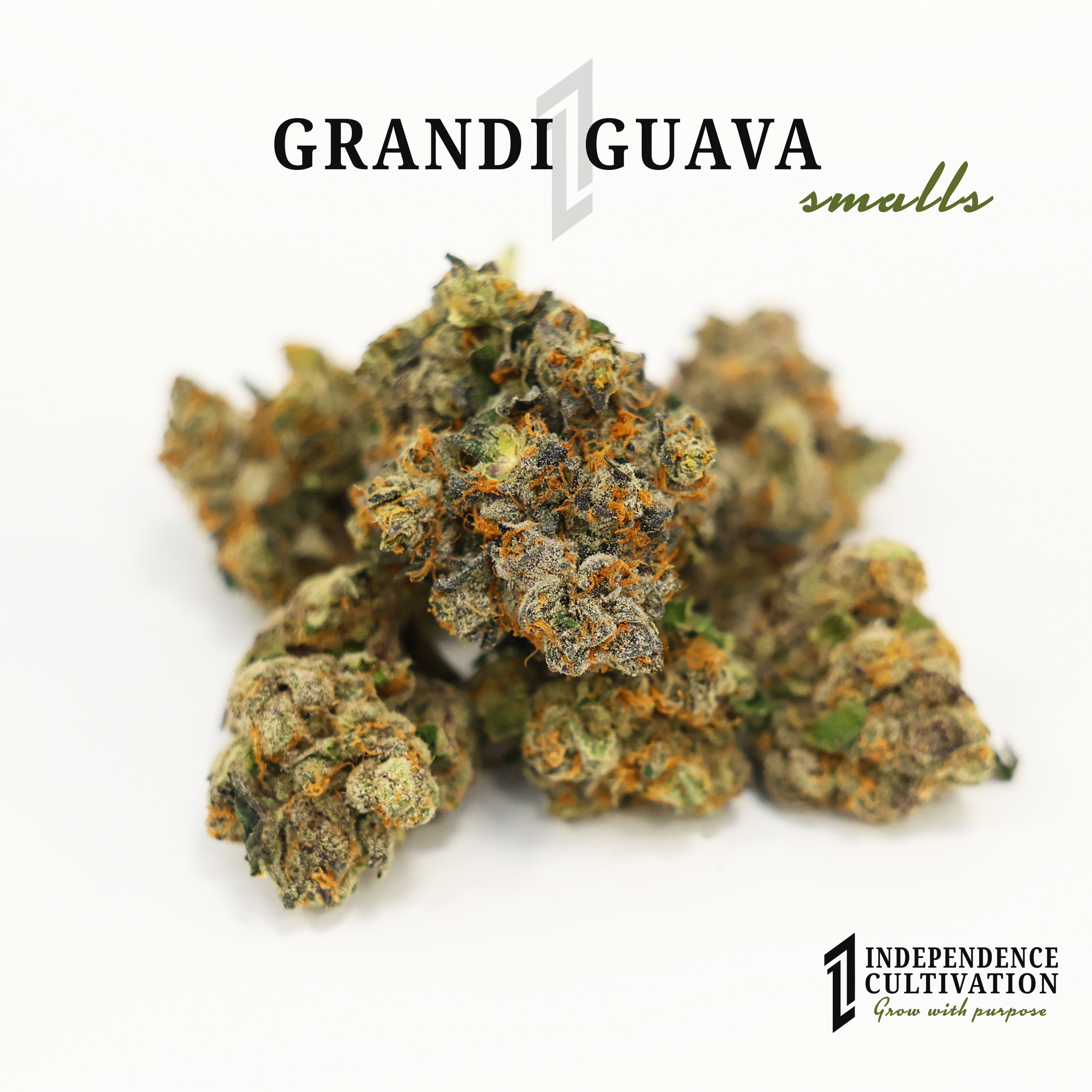 Close-up of small cannabis buds labeled 'Grand Guava' with brand logo 'Independence Cultivation' in the corner.