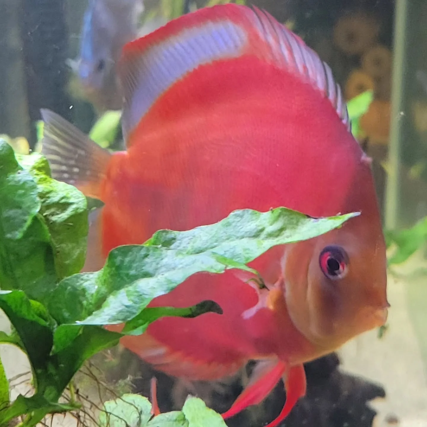It's not book related... but here's a pop of color for your feed.

My blue rim red cover discus.

Yes, she knows she's gorgeous. 😍 

#discusfish #discustank #discusaquarium