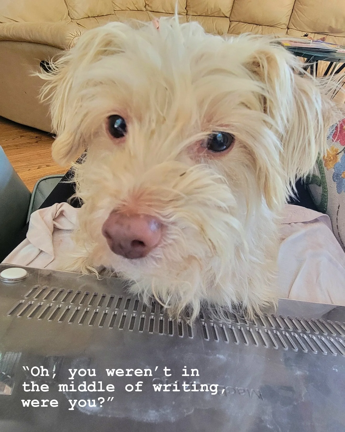 I encountered a whole new form of writer&rsquo;s block. 

My dog.
Literally blocking me from opening my laptop.
Saying, &ldquo;Nope. You&rsquo;re gonna pet me instead.&rdquo;

#Writing #FirstDrafts #WritingCommunity #AuthorsOfinstagram #WritersLife #