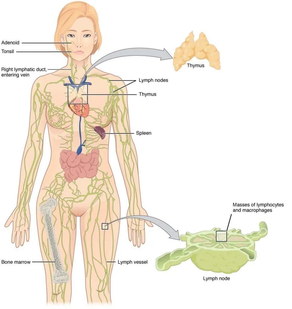 Anatomical diagram of the human lymphatic system showing the thymus, spleen, lymph nodes, lymph vessels, bone marrow, and lymphocytes in the lymph nodes.