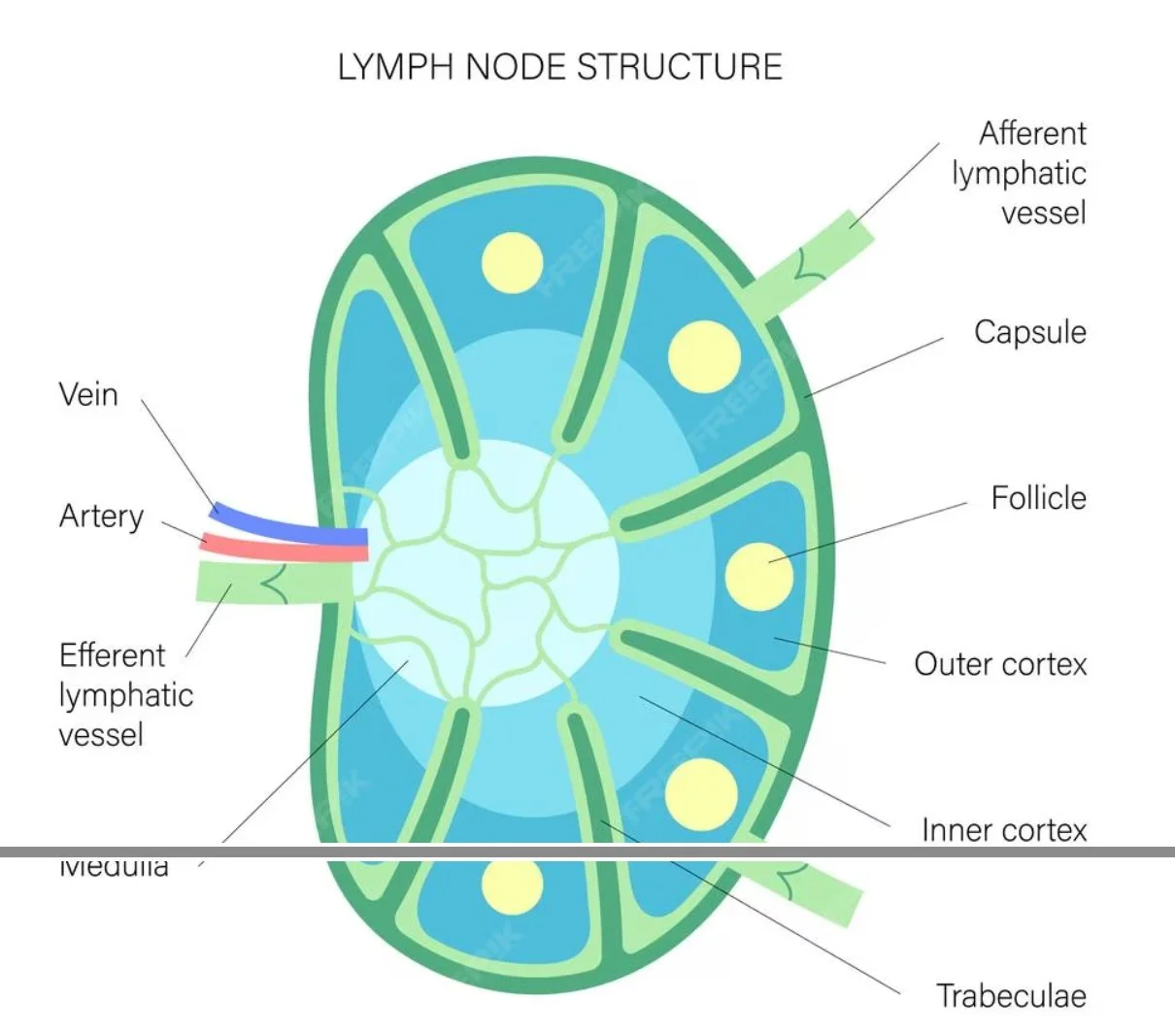Diagram of a lymph node structure showing afferent lymphatic vessel, capsule, follicle, outer cortex, inner cortex, trabeculae, medulla, efferent lymphatic vessel, vein, and artery.