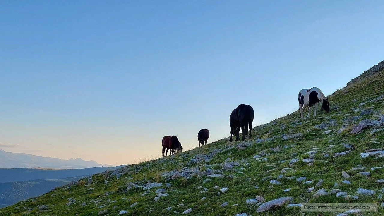 Horses grazing at dawn at the Coll de la Creueta in the Catalan Pyrenees.
