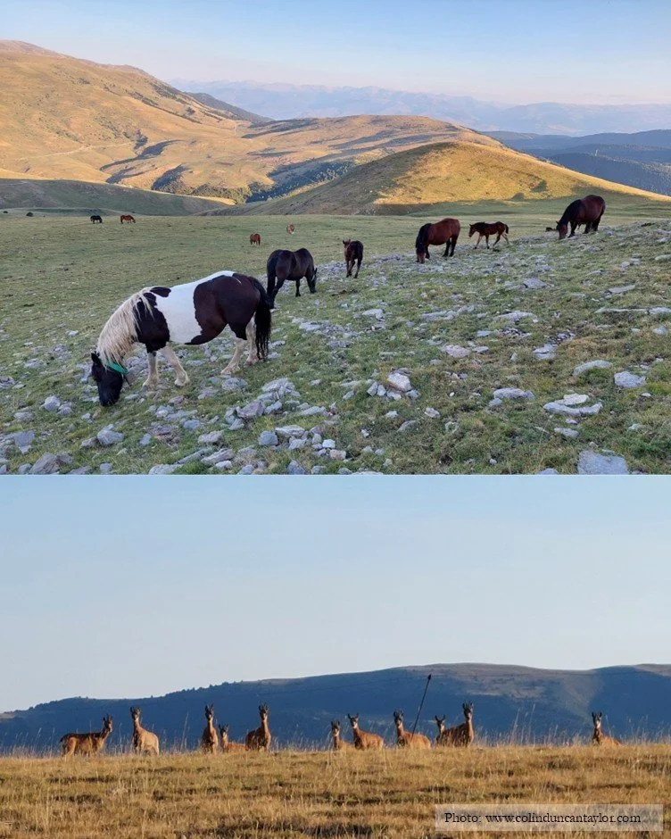 Grazing horses and deer at the Col de la Creueta.