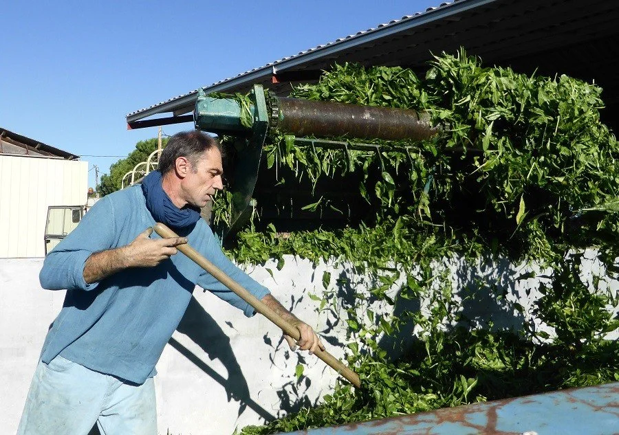 A man in a woad or patel dyed shirt processes green pastel leaves to make a blue dye.