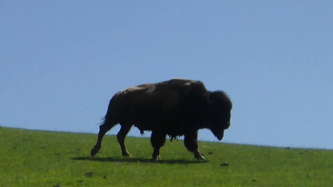 BISON: THE DOMINANT THEME IN PYRENEAN CAVE ART / This posts recounts a visit I made to La Ferme aux Bisons in the hope that a face-to-face encounter with a living, breathing bison might help me to understand why this beast inspired so many prehistori
