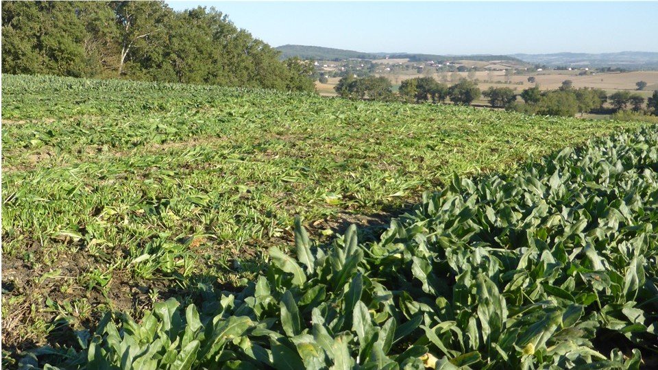 THE SECRET OF PASTEL, OR HOW TO TURN A GREEN PLANT INTO BLUE AND GOLD / 
In English, isatis tinctoria is commonly known as woad. In Toulouse it was pastel. Extracting the blue dye from these green leaves was a long and complicated process, but it gen
