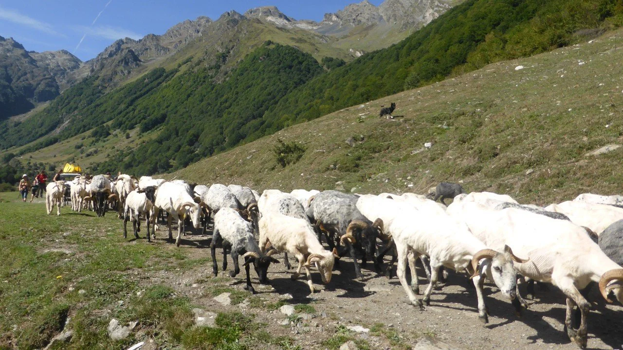 TRANSHUMANCE: THE LONG WALK HOME / The word transhumance derives from two Latin words meaning across (trans) the ground (humus), and more precisely, it refers to a form of mobile livestock husbandry in which herders move their flocks regularly and re