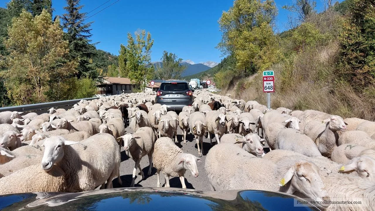 WHAT IS TRANSHUMANCE? / This term comes from two Latin words meaning across (trans) and ground (humus), a type of seasonal migration that is still practised in many parts of the world today. Transhumance is particularly prevalent around the northern 