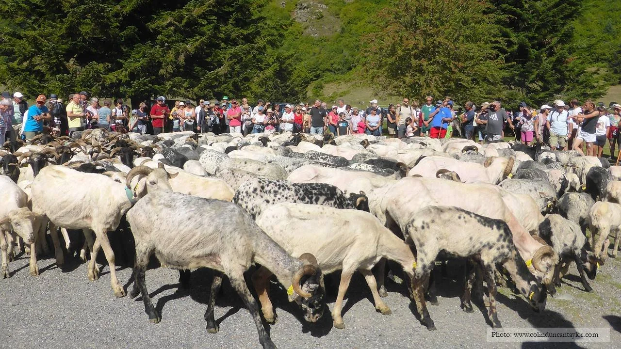 A crowd of onlookers watch a flock of sheep on Day 1 of their 340km walk home from the French Pyrenees to Bordeaux.