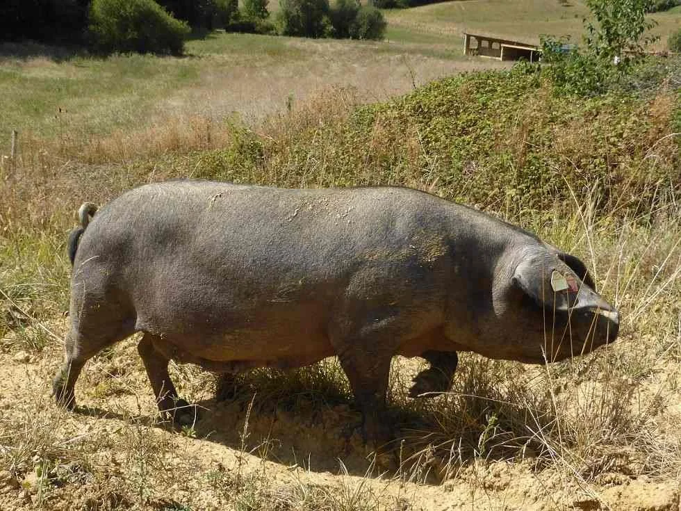 A black Gascon pig wandering through a field in Occitanie.
