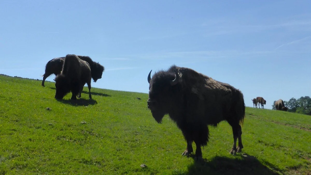 Several bison in their field at La Ferme aux Bisons.