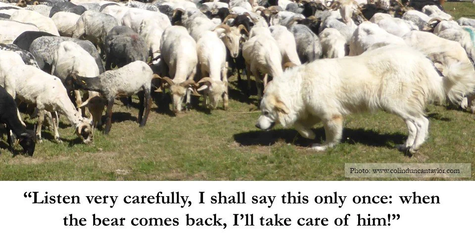 Pyrenean Mountain dog seemingly talking to a flock of sheep.