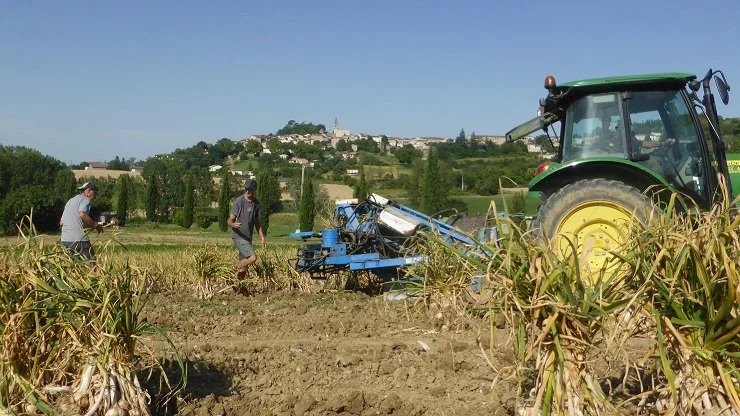 A tractor harvests pink garlic in a field with the town of Lautrec in the background.