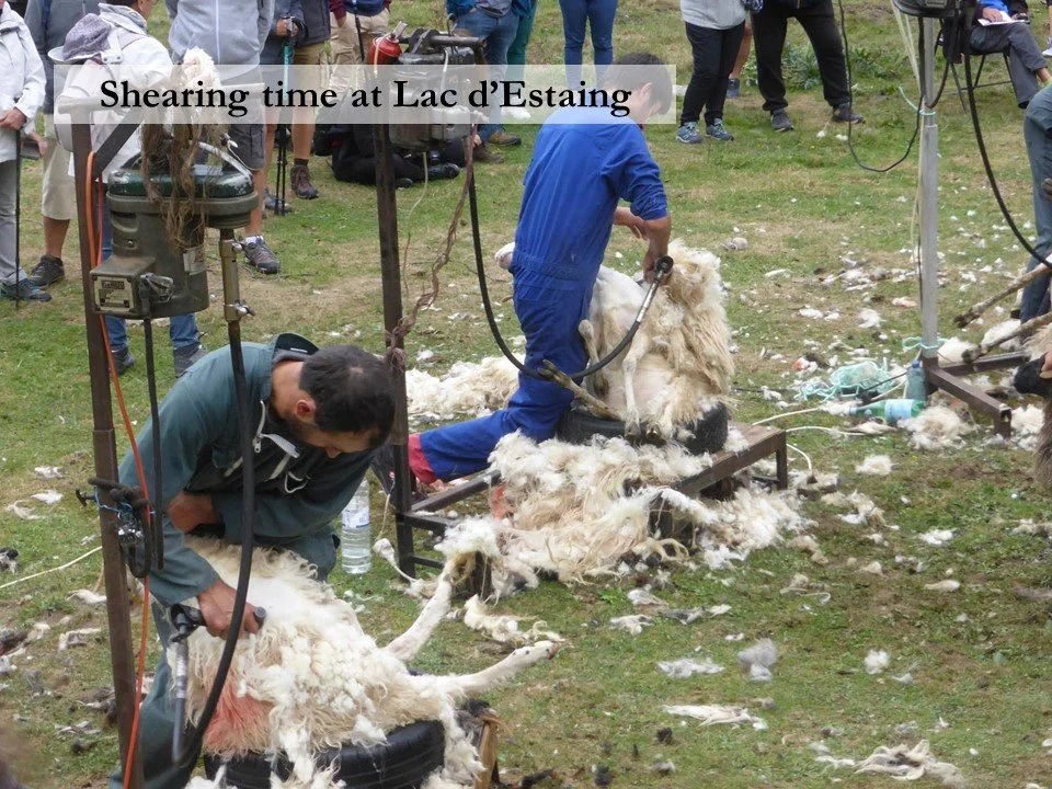 Sheep shearing at Lac d'Estaing.