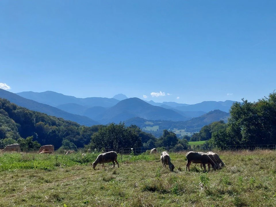 Sheep graze in a pasture against a backdrop of Pyrenean peaks, with the Pic du Midi de Bigorre in the centre.