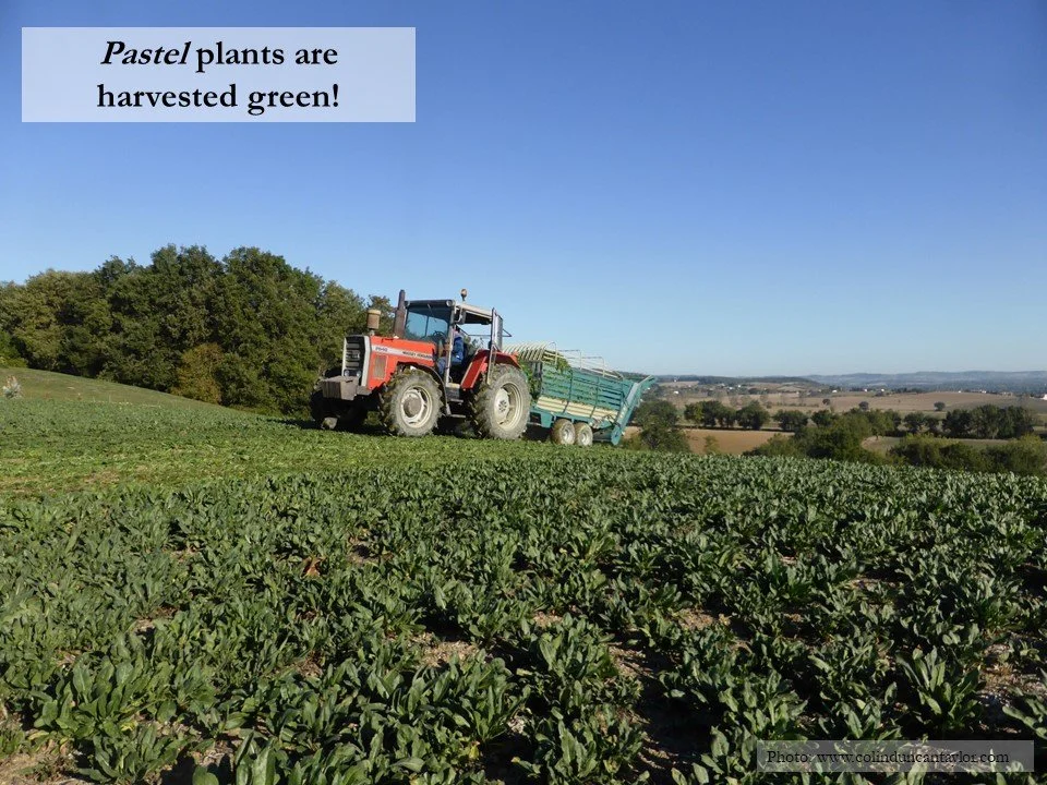 A tractor harvests a field of woad or pastel plants.