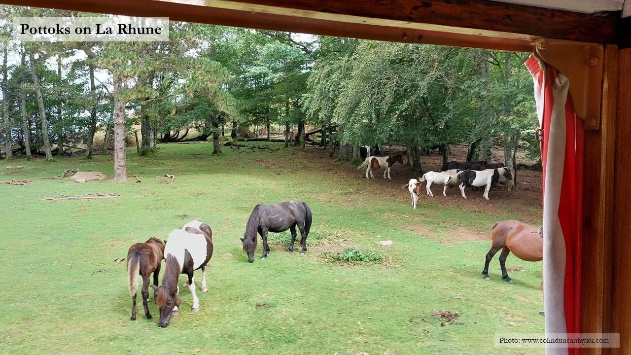 Pottok ponies on La Rhune viewed from a railway carriage.