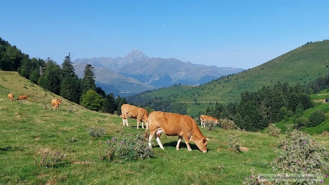 Cows grazing at the Col d’Aspin in the French Pyrenees with the Pic du Midi in the background.