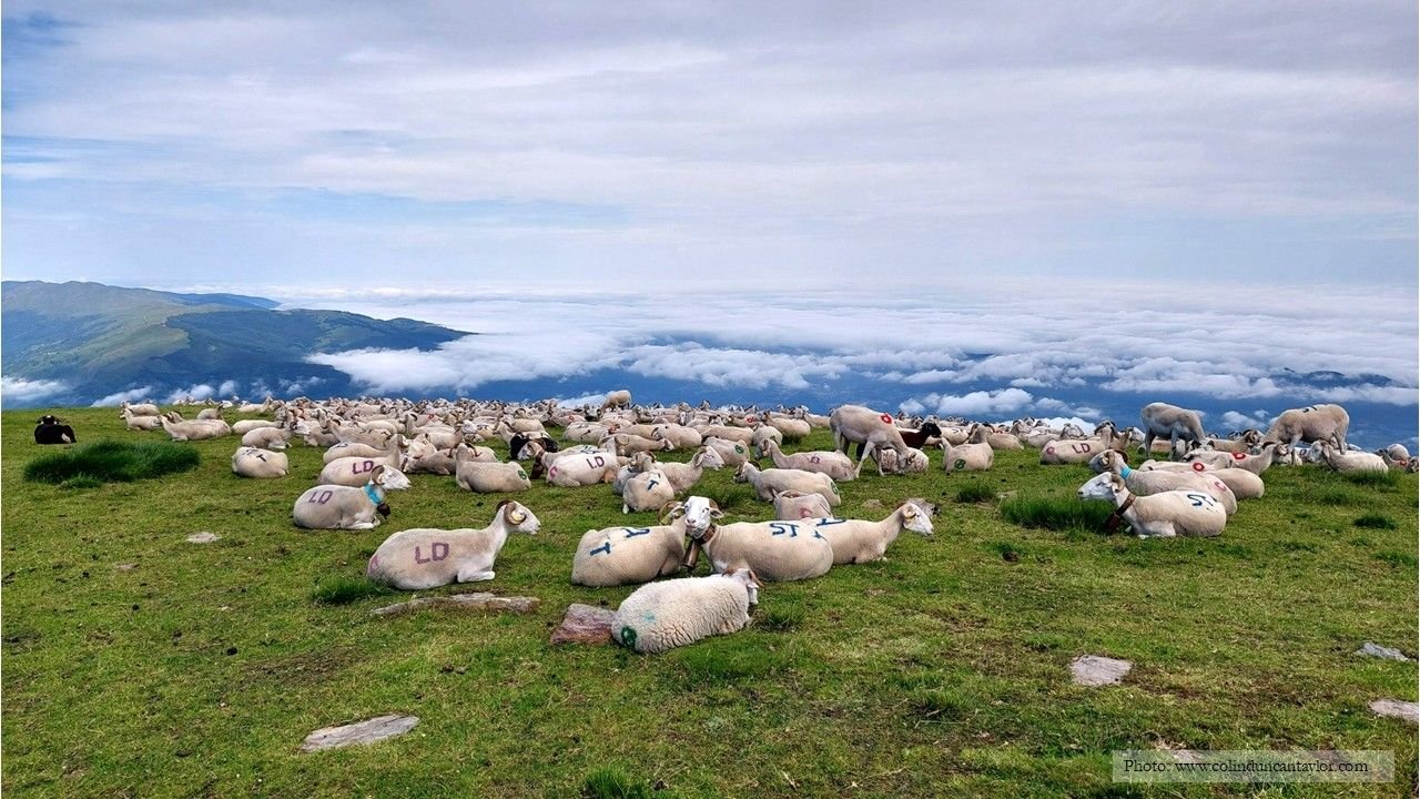 A flock of sheep lying down at the summit of Mont Fourcat in the French Pyrenees.