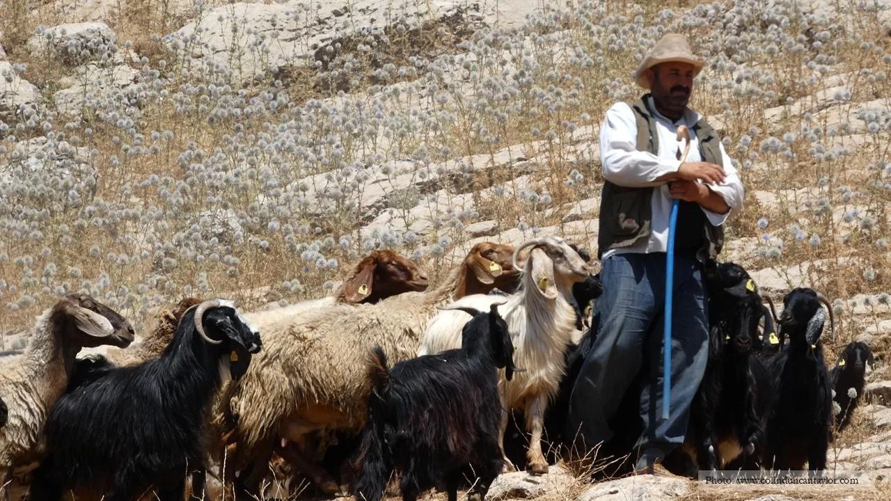 A shepherd guards his flock in eastern Turkey.