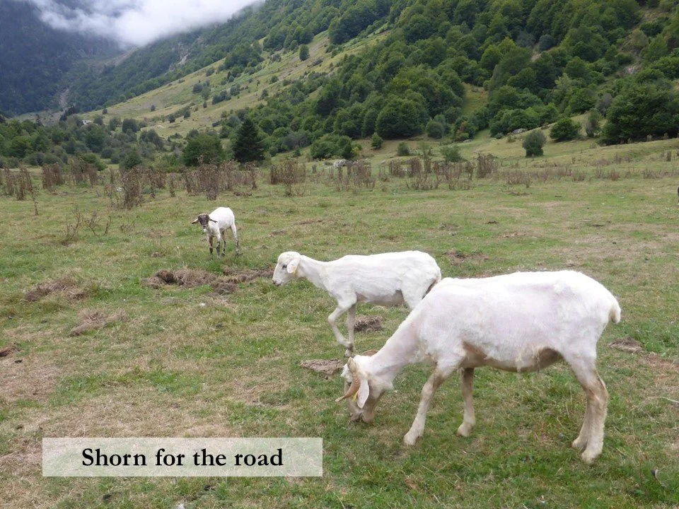 Three freshly-shorn sheep at Lac d'Estaing.