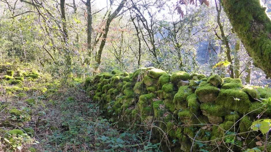 Moss covered walls in the forest near a lost citadel believed to be Mont-Revel.