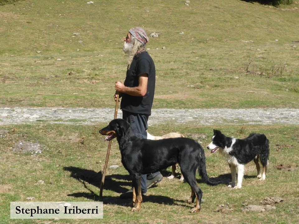 Transhumant shepherd Stephane Iriberri and his sheepdogs at Lac d'Estaing.