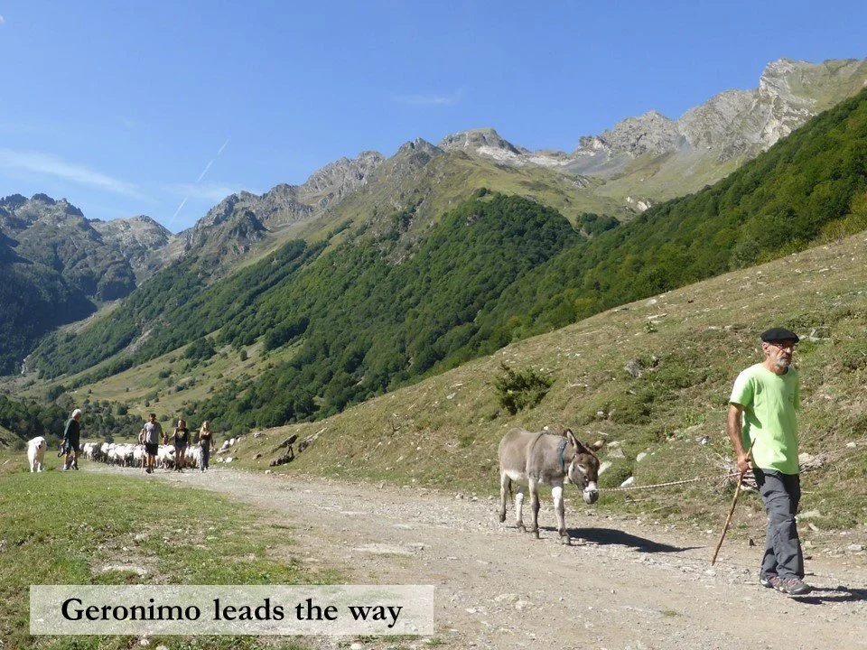 A donkey leads a flock of sheep on their way home from Lac d'Estaing.