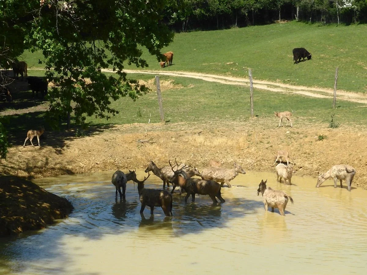 A  herd of Père David’s deer drinking from a waterhole at La Ferme aux Bisons.
