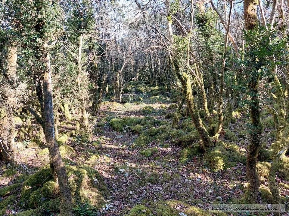 Moss covered trees and stones on the hill above Montsérié.