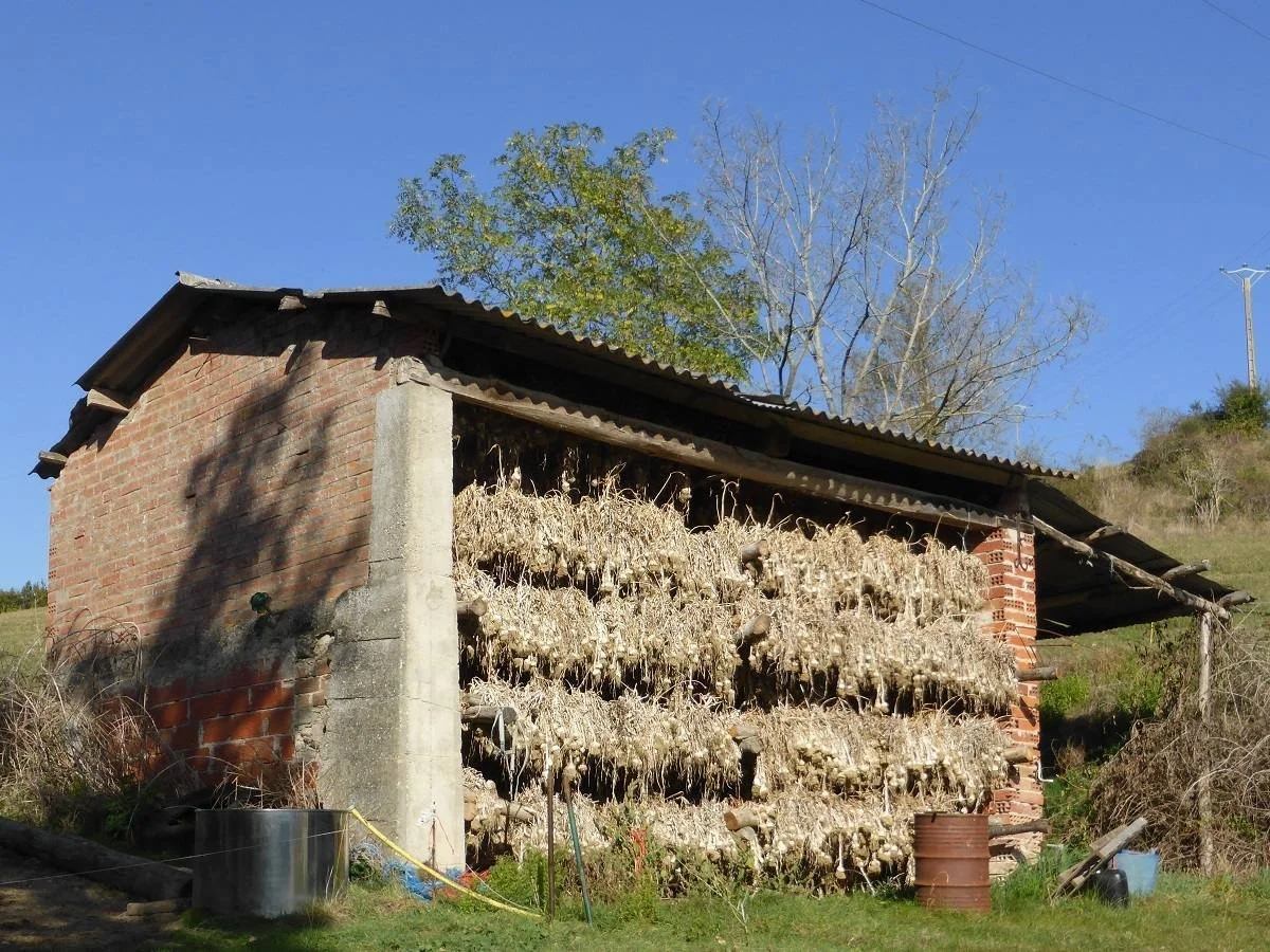 Garlic drying shed near Lautrec - a wall full of garlic!