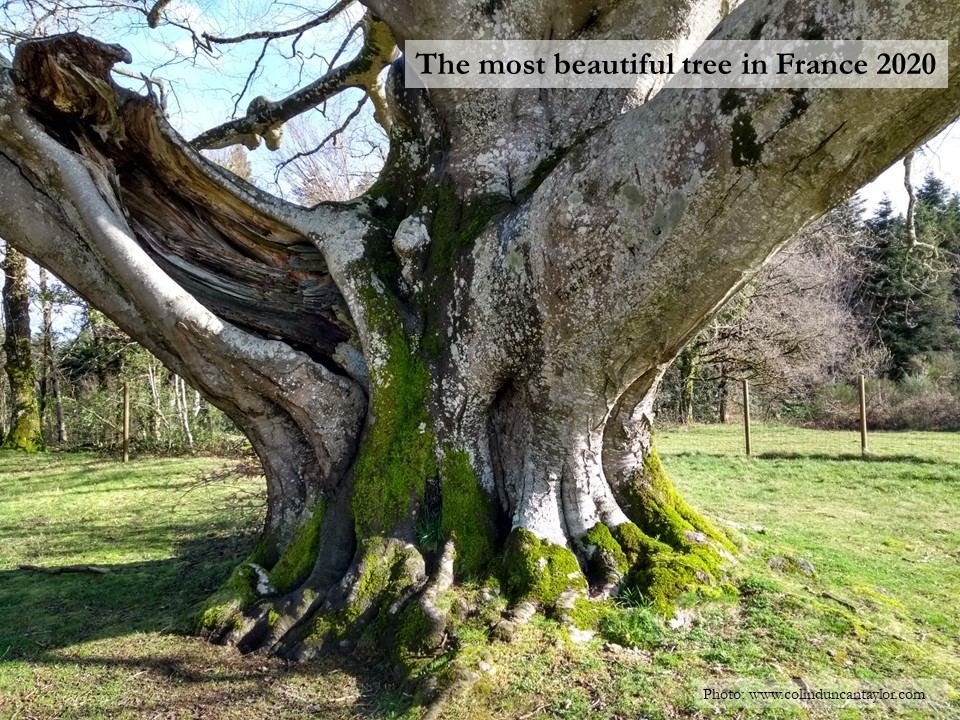 This 450-year-old beech tree was voted the most beautiful tree in France in 2020.