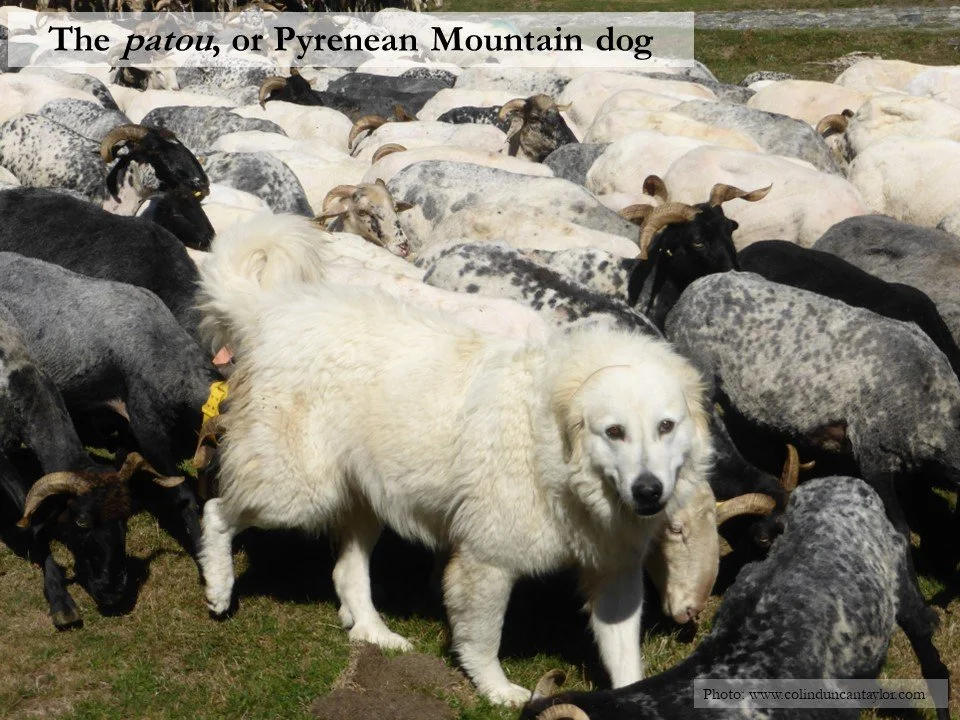 A Pyrenean Mountain dog surrounded by sheep that it is guarding.