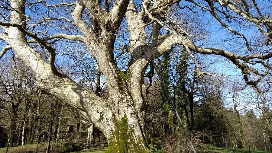 The majestic beech tree of Saint-Jammes in the Montagne Noire, voted France's most beautiful tree in 2020.