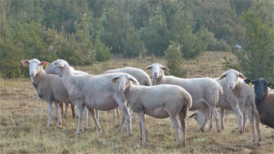 Roquefort cheese is always made from the milk of Lacaune sheep like these.
