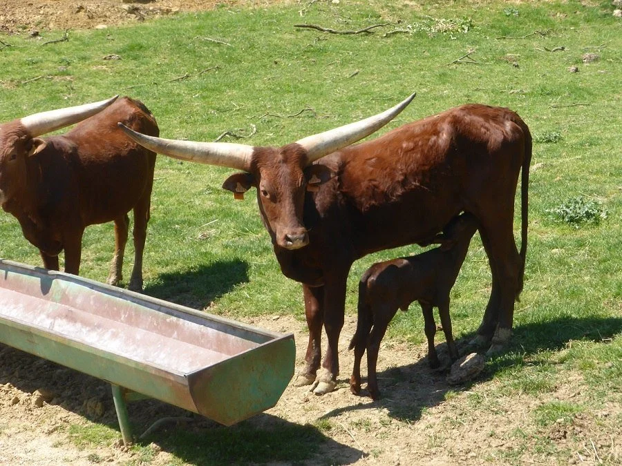 African Watusi cattle by a feed trough at La Ferme aux Bisons.
