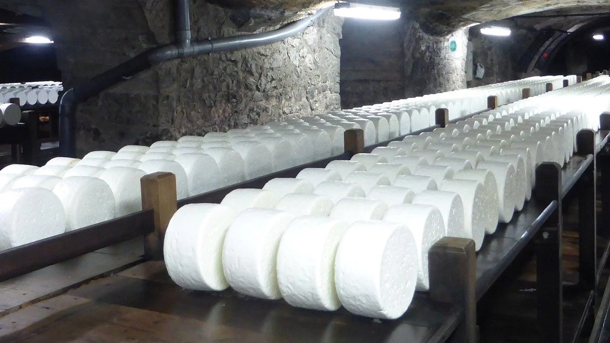 Display of replica cheeses in the cellars of Société Roquefort.