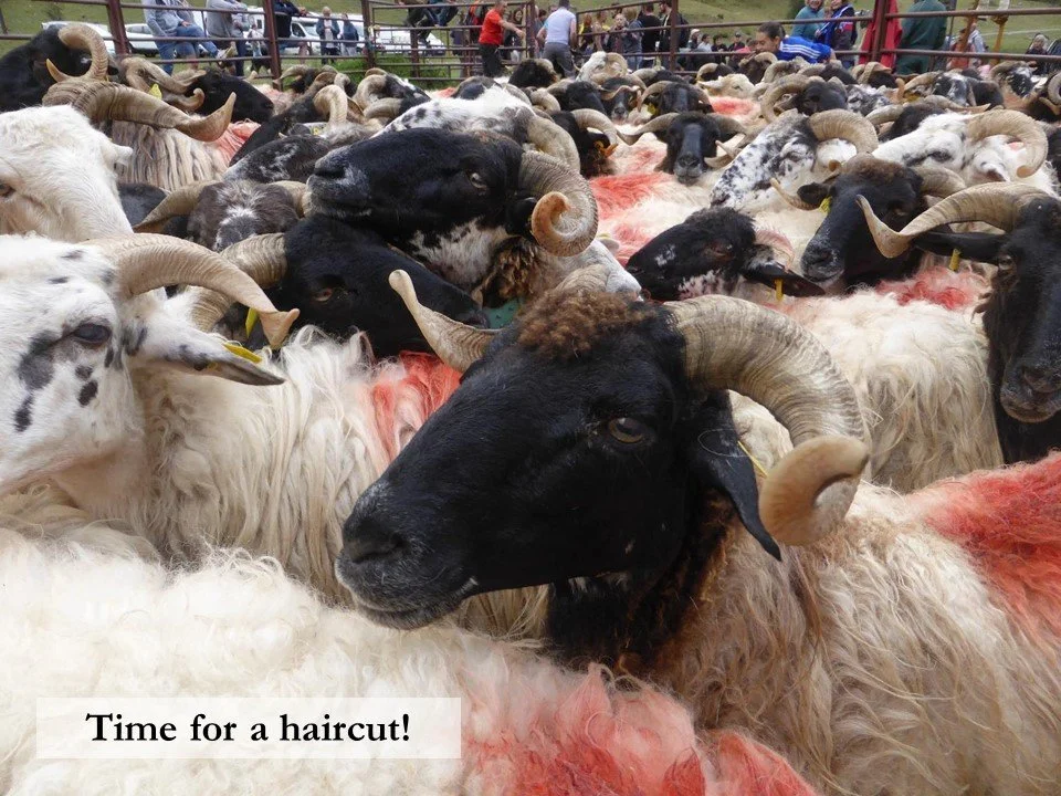 A flock of sheep preparing to be sheared at the end of their summer in the high mountains.