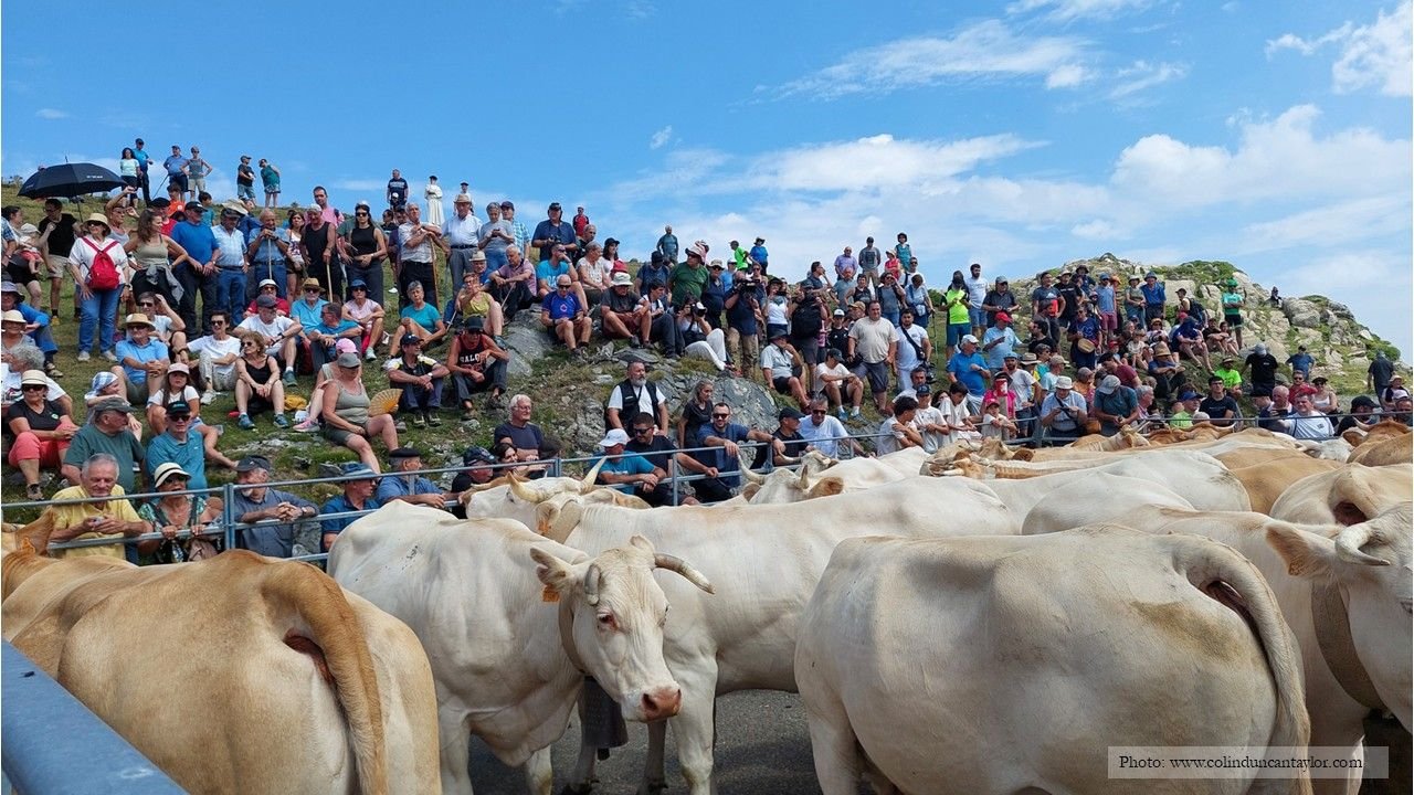 A crowd of people watch a herd of cows - three will be chosen to fulfill an ancient treaty called the Tribute of the Three Cows.