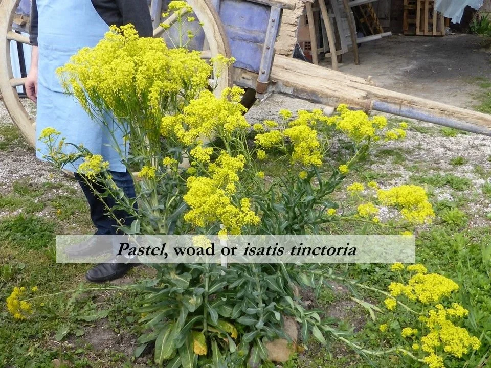 The blue dye called woad, or pastel, is made from the green leaves of a yellow flowering plant called isatis tinctoria.