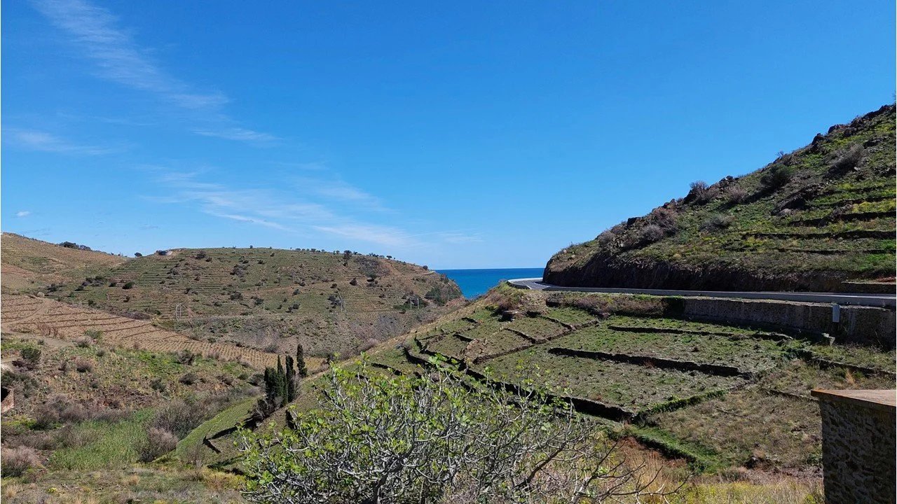 The vineyard terraces of the Banyuls-Collioure wine appellation on the Mediterranean coast.