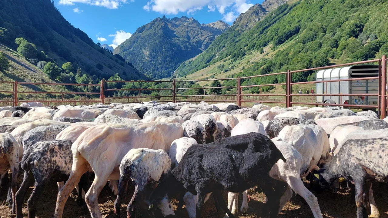 After a summer in the high mountains, a flock of sheep prepares for the long walk home from Lac d’Estaing in the French Pyrenees to the home farm near Bordeaux.