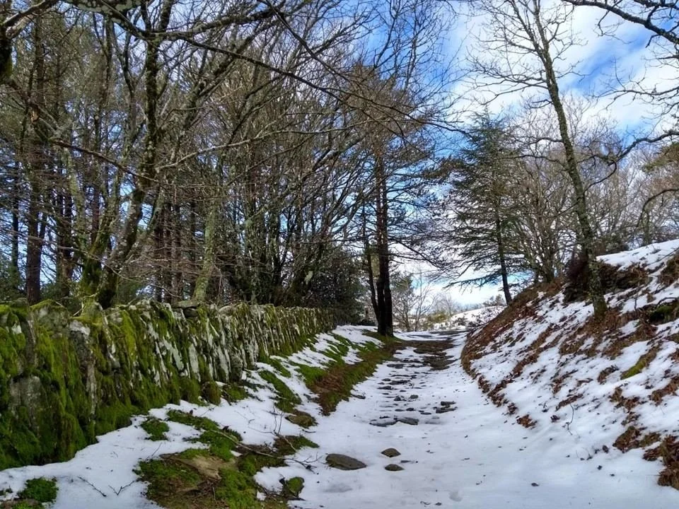 A snow covered track between stone walls in the Montagne Noire.